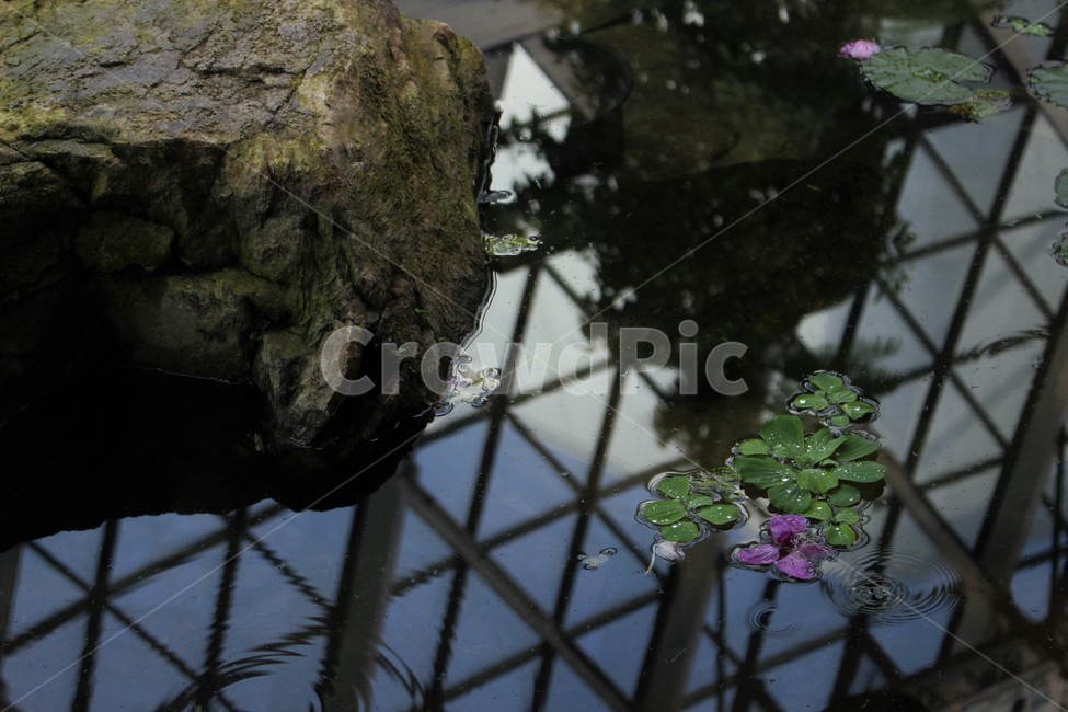 plant,식물,돌,연못,pond,꽃