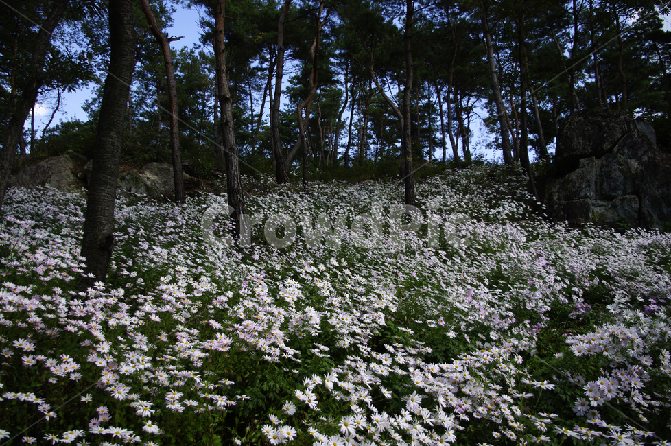 나무,숲,구절초,꽃,풍경,식물,flower,plant,tree