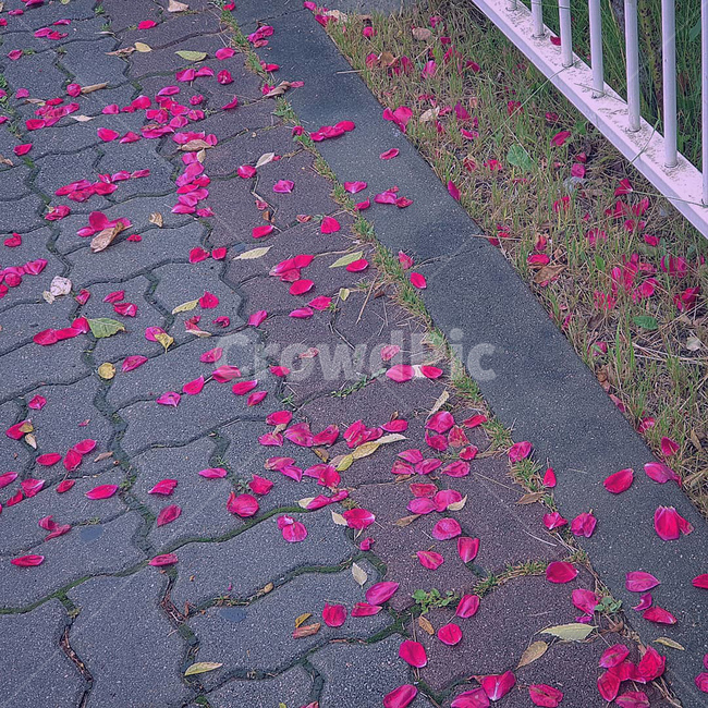 rug,꽃,장미,꽃잎,flower