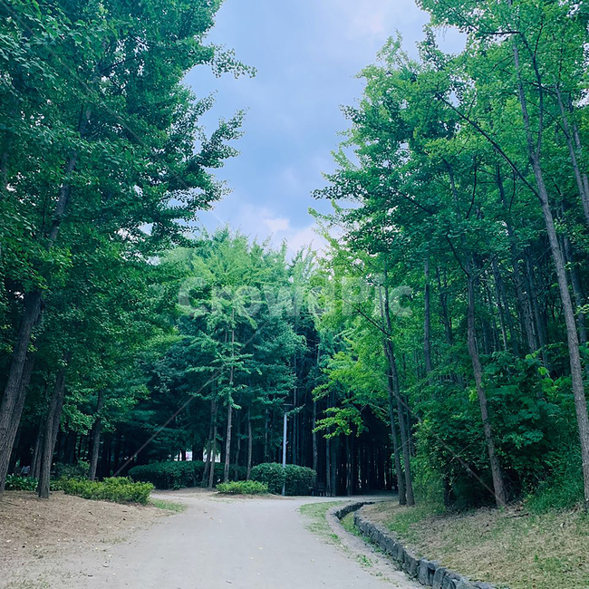 tree,나무,plant,식물,자연,nature,garden