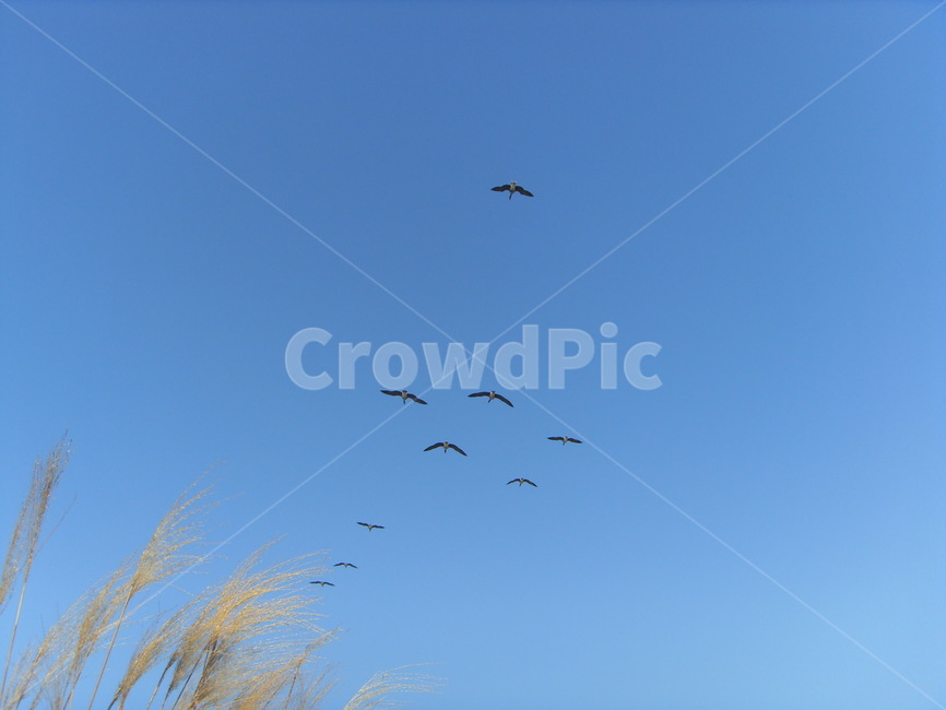 새,bird,하늘,철새,새떼,철새무리,철새이동,동물,animal,조류,새,birds