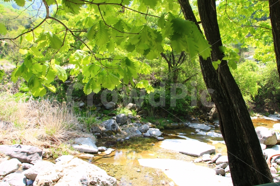 개울가,여름,계곡,시원한,발담그고싶은,숲속,식물,자연,plants,nature,나무,trees,wood,휴식,힐링,rest,relaxation,healing