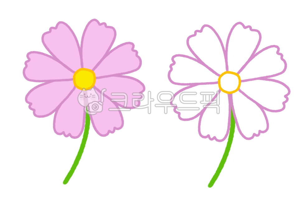 Autumn flowers,cosmos design,cosmos hand drawing,autumn flower hand drawing,cosmos illustration
