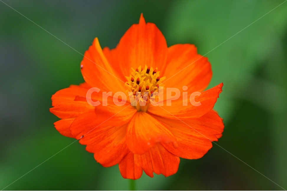 plant,식물,blossom,flower,꽃,코스모스,노랑코스모스