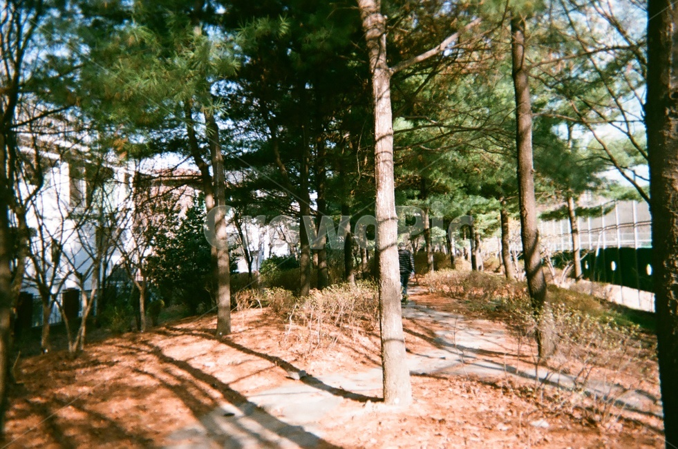나무,낮,낮풍경,거리,햇살,sunshine,tree,자연,풍경,nature,landscape,plant,식물
