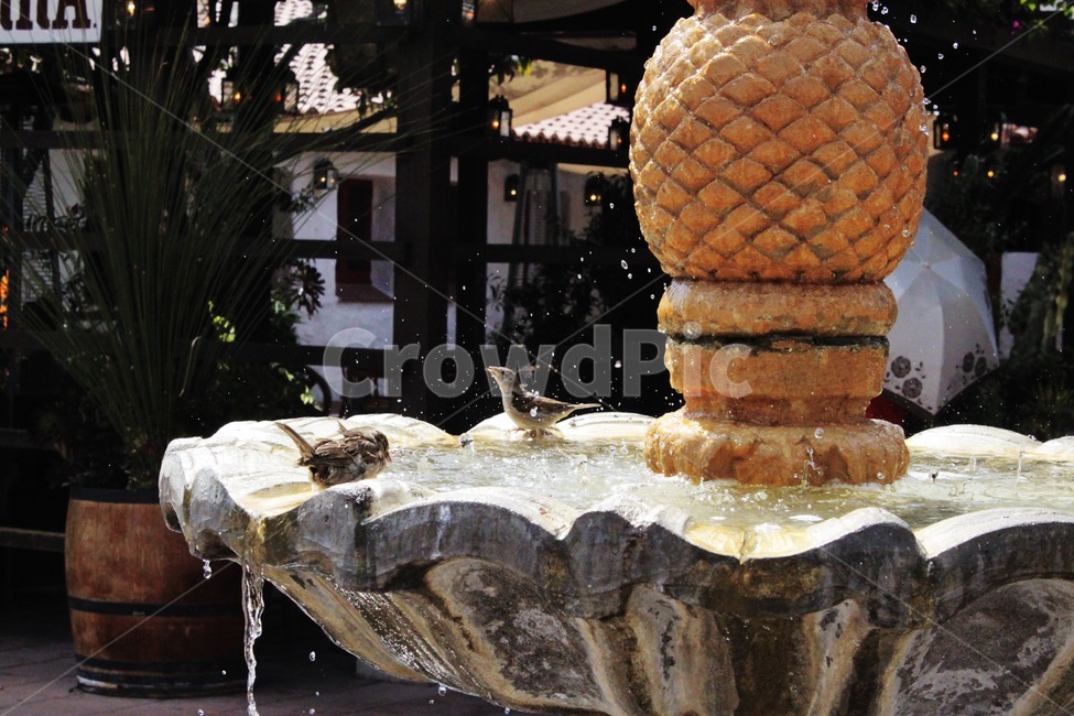 water,물,분수,fountain,새,목욕