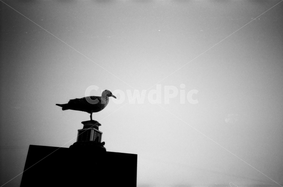 sky,seagull,rest,wait,bird,beach,Seagull,film,Emotion,Grayscale