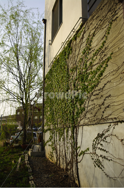 건물,담,넝쿨,담장,나무,건축물,건물외관,exterior,building,structure,architecture,construction