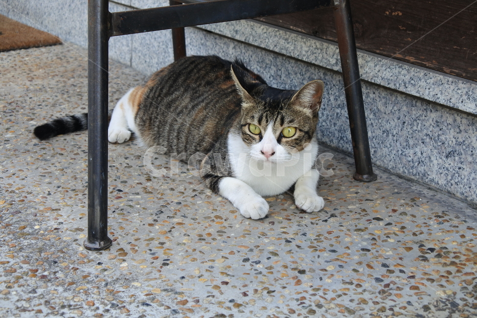 고양이,동물,호기심,눈,시선,animal,cat,동물,animal,포유류,mammal,고양이,cat,kitten,kitty