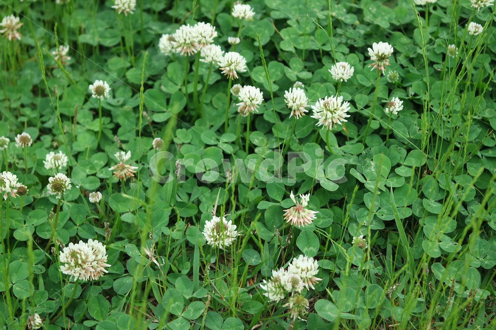 토끼풀,클로버,크로버,풀,네잎클러버,네잎크로버,식물,자연,plants,nature,꽃,flower