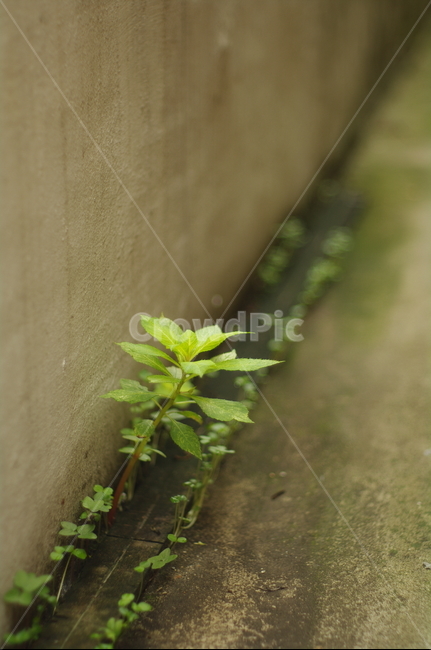 골목,풀꽃,잡초,틈새,담벼락,초록,plant,식물