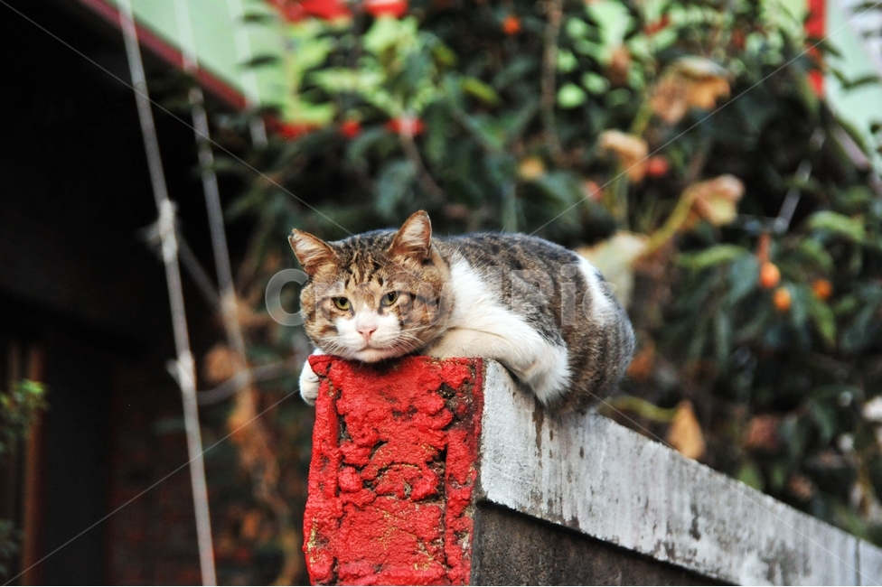 고양이,수컷,길고양이,담,담벼락,붉은담장,동물,cat,호랑이과,동물,animal,포유류,mammal,고양이,cat,kitten,kitty