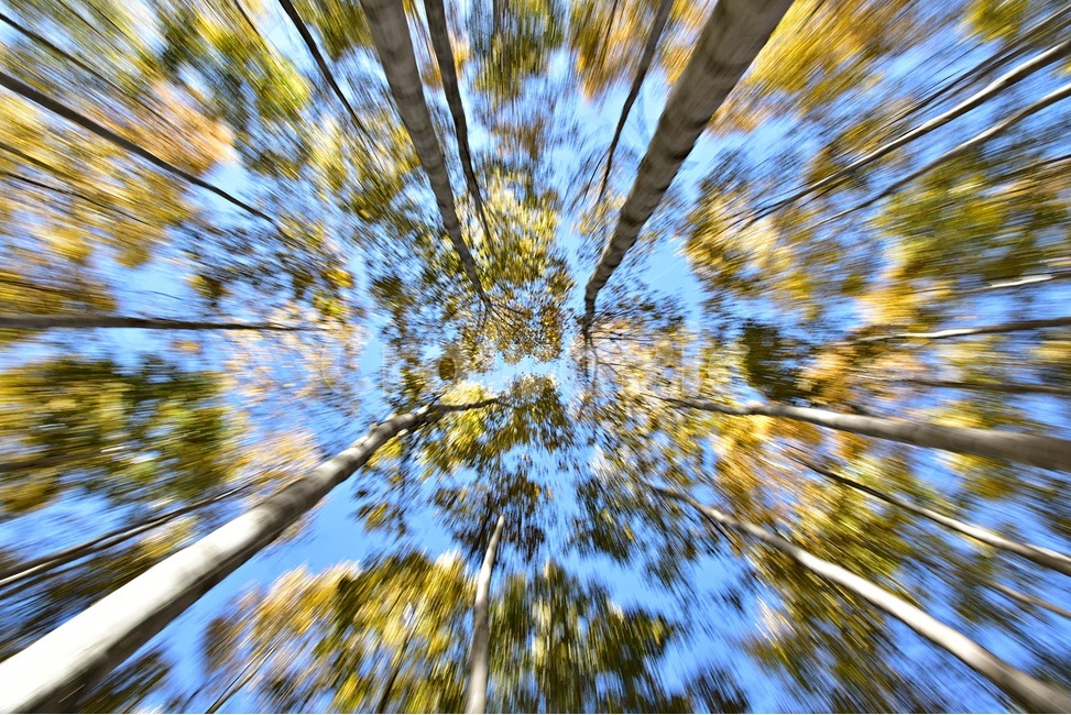 자작나무,자작나무숲,원대리,betulaplatyphylla,siberiansilverbirch,인제자작나무숲,원대리자작나무,식물,자연,plants,nature,나무,trees,wood