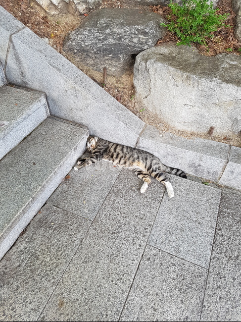 동물,고양이,cat,길고양이,계단,자는고양이,동물,animal,포유류,mammal,고양이,cat,kitten,kitty