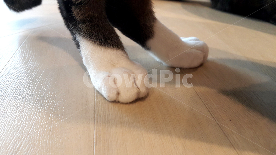고양이,발,클로즈업,반려동물,앞발,냥이,서다,반려,동물,애완,cat,feet,closeup,companionanimal,paw,stand,동물,animal,포유류,mammal,고양이,cat,kitten,kitty
