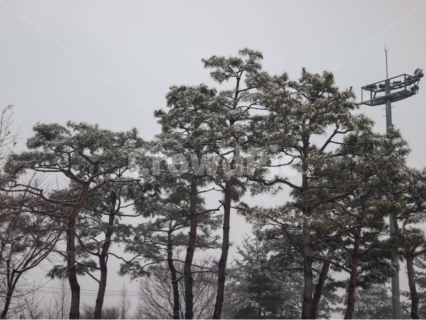 눈,겨울,공원,소나무,snow,tree,winter,겨울,계절,winter,season,자연,풍경,nature,landscape,나무,plant,식물