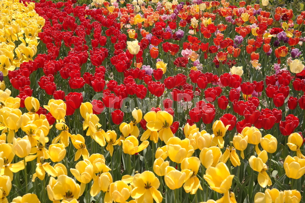 튤립,봄,노랑,blossom,빨강,tulip,꽃,화단,튤립축제,자연,색감,red,flower,yellow,garden,식물,plants,bloom,spring,배경화면,풍경
