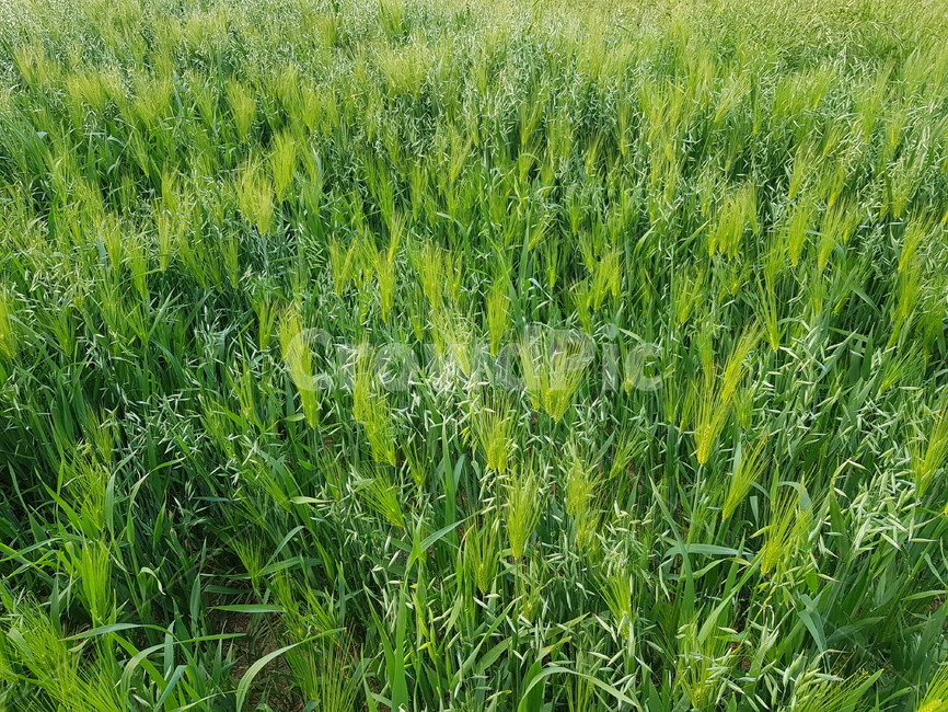 보리밭,푸른보리,자연,농촌,푸른,식물,자연,plants,nature