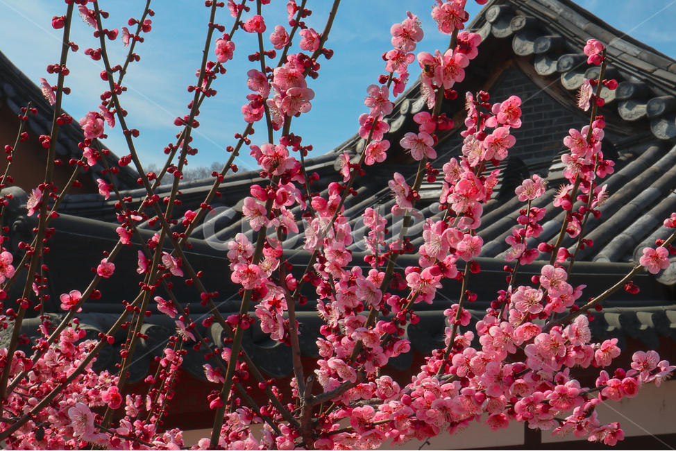 봄,spring,매화,홍매화,매화꽃,매화나무,plum,blossom,핑크,pink,한옥,korean,traditional,house,기와,기와지붕,roof,tile,식물,plant,꽃,flower