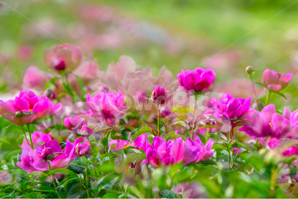 작약,꽃,식물,빨강,5월,풍경,작약꽃,꽃작약,한약재,봄꽃,자연,flower,식물,자연,plants,nature,꽃,flower
