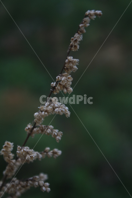 봄,들꽃,자연,풀꽃,풀,식물,자연,plants,nature