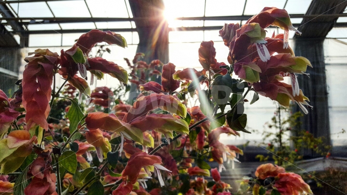 한국,충청남도,아산,세계식물원,꽃,배경,국내,여행,식물,자연,plants,nature