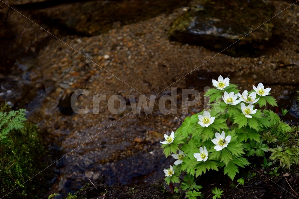 모데미풀,봄,야생화,꽃,청태산,강원도,봄꽃,고산야생화,감성,wildflower,산꽃,봄야생화,계곡,이끼,꽃말,슬픈추억,아쉬움,MegaleranthissaniculifoliaOhwi,금매화아재비,운봉금매화,식물,자연,식생,생태,식물,자연,plants,nature,꽃,flower