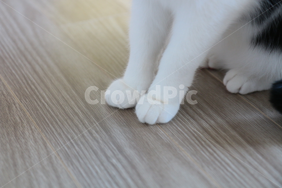 고양이,고양이발,동물,cat,animal,발도장,흰양말