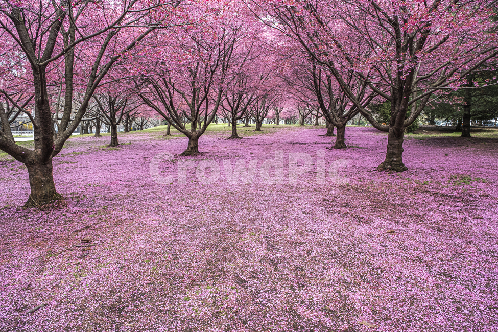 plant,식물,flower,꽃,벚꽃,나무,핑크,분홍,봄,pink,cherrry,blossom,spring,봄,계절,spring,season,식물,자연,plants,nature,꽃,flower