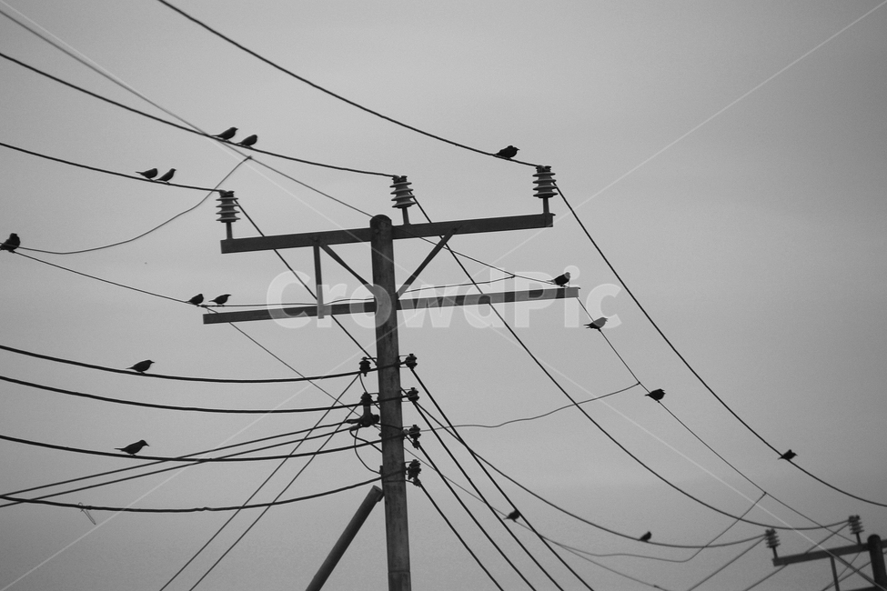 전봇대,참새,흑백,쓸쓸함,분위기,city,grey,감성,동물,animal,조류,새,birds,흑백,모노톤,monochrome,black and white