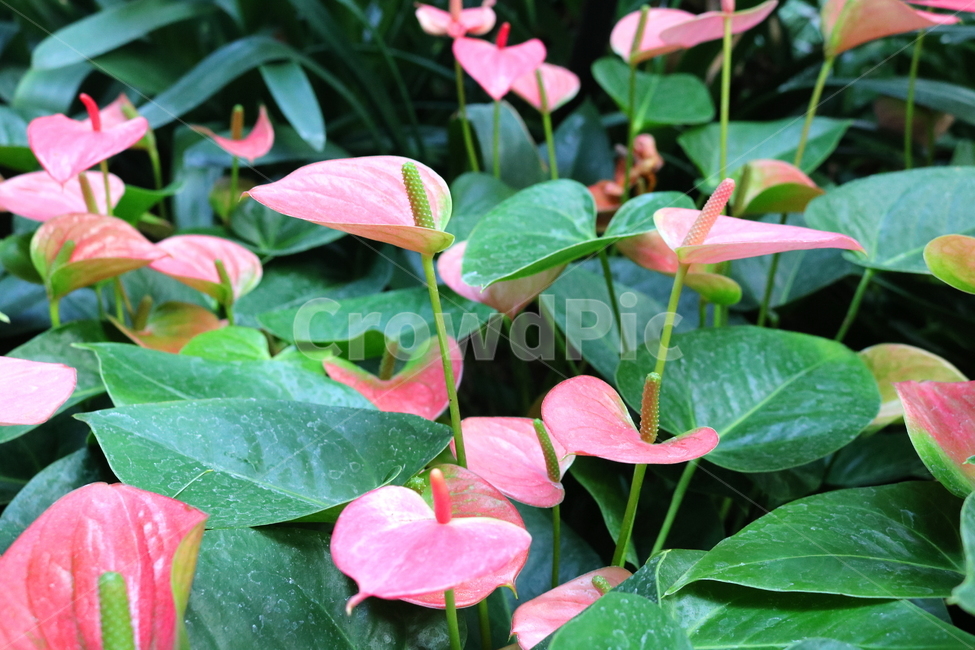 꽃,식물,안수리움,안수리움크리스탈리넘,안스리움,안투리움,관엽식물,열대식물,천남성과,자연