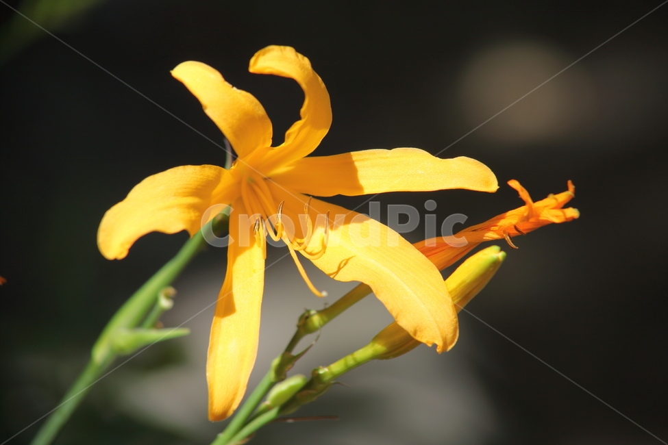 원추리,꽃,여름,넘나물,daylily,Hemerocallisfulva