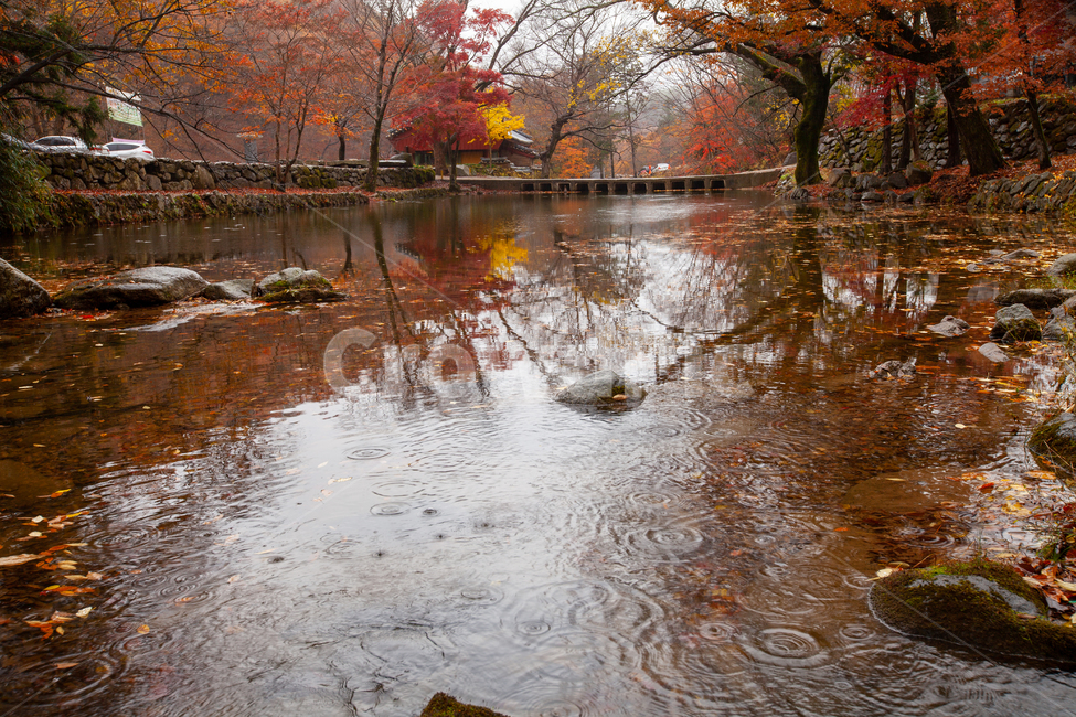 가을,단풍,풍경,노란색,빨간색,자연,단풍풍경,비,물,가을,계절,fall,autumn,season,water,tree,나무,plant,식물,outdoors,옥외,nature