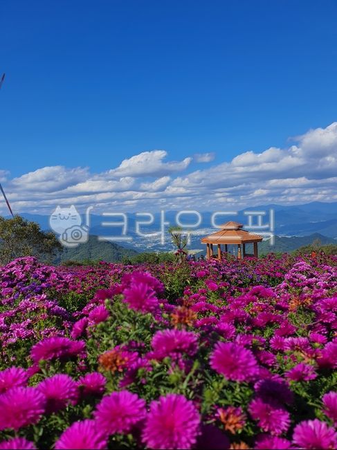 감악산풍력발전소,정자,팔각정,봄,화창한,밝은,맑은,하늘,구름,명소,붉은,꽃송이,꽃밭,공원,산,풍력발전소,발전기,감악산,아스타꽃,아스타국화,야생화,보라꽃,flower,꽃,꽃잎,식물