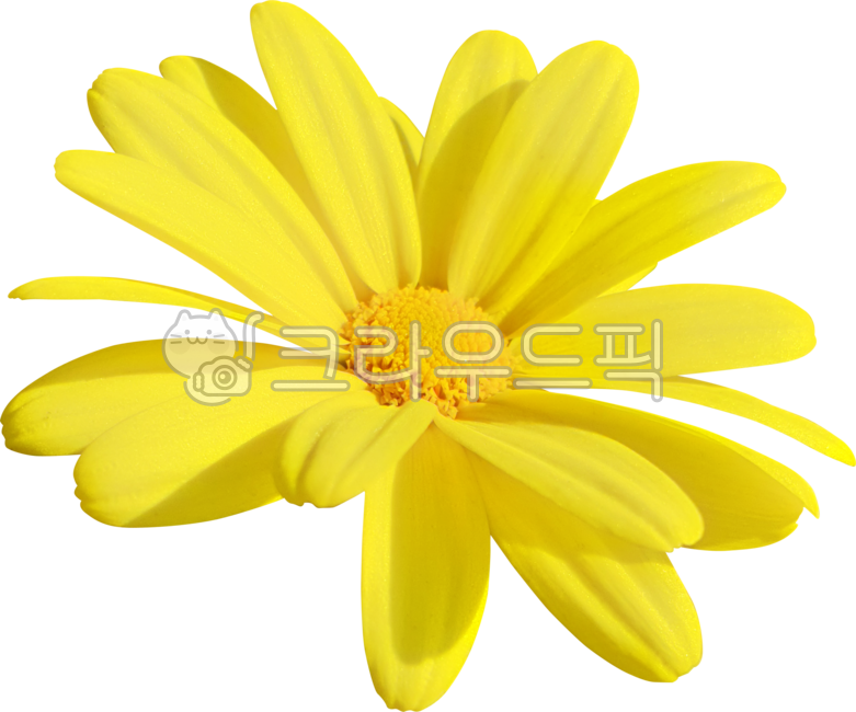 목마가렛,데이지,꽃,꽃잎,국화,캐모마일,marguerite,margueritedaisy,parisdaisy,argyranthemumfrutescens,daisy,flower,petal,chrysanthemum,chamomile,노란색,노랑,yellow