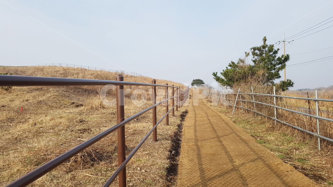 제주도,오름,길,울타리,하늘,나무