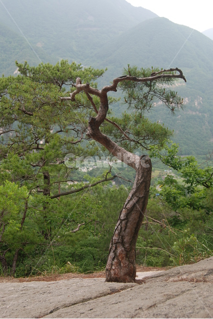 도락산,국립공원,탐방로,여름,자연,휴양림,자연,풍경,nature,landscape,식물,plants,나무,trees,wood,tree,plant,tree trunk,나무 줄기
