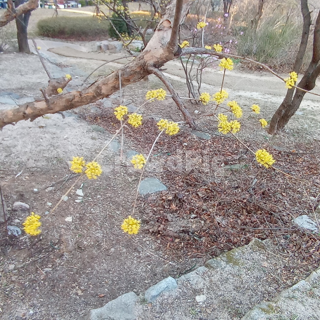 산수유,산수유꽃,봄꽃,노랑꽃,노란색꽃,노란색,노랑,계절,나뭇가지,spring,springseason,ground,plant,식물,tree,나무
