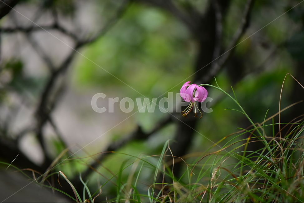 솔나리,야생화,식물,자연,꽃,생태,힐링,플라워,wildflower,flower,plants,nature,season,감성,느낌,emotion,feeling,백합목,백합과,여름,백합속,분홍색,여러해살이풀,식물,자연,plants,nature,꽃,flower