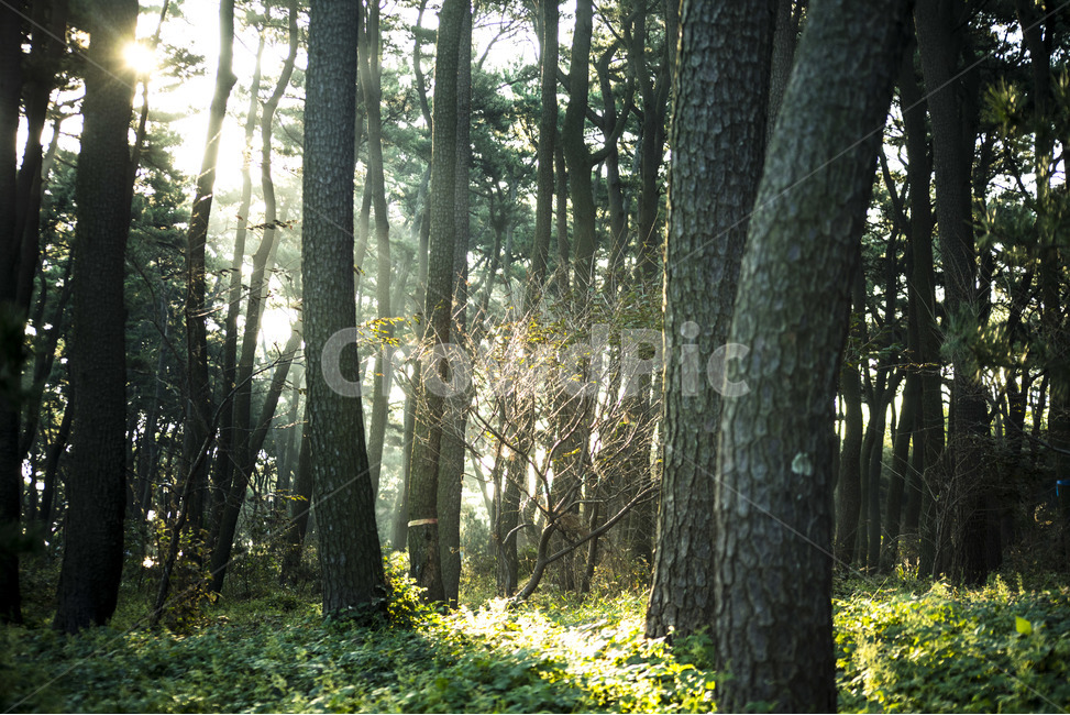 나무,plant,tree,나무줄기,햇살,자연,풍경,nature,landscape