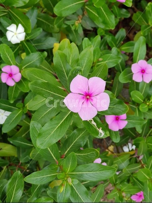 꽃,분홍색,풀잎,비온뒤,꽃잎,물방울,초록빛,풀,flower,pink,rain,자연,야생,식물,자연,plants,nature,꽃,flower