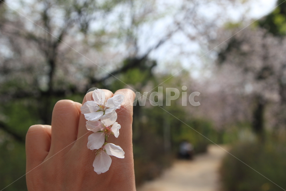 봄,꽃,벚꽃,나무,산책길,sping,flower,tree,손,봄,계절,spring,season,식물,자연,plants,nature,꽃,flower,사람,인물,인간,human,person,신체일부,몸,body,plant