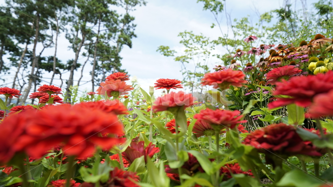 꽃,자연,봄,숲,하늘,식물,자연,plants,nature,꽃,flower