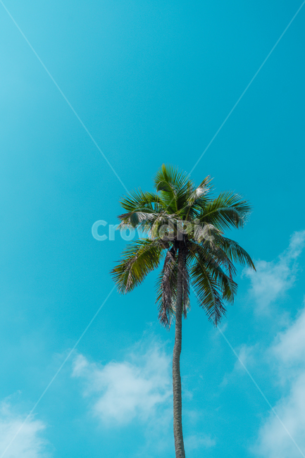 하늘,청량한,푸른,야자수,구름,sky,식물,자연,plants,nature,나무,trees,wood,색깔,색상,색채,색감,color sense,color sensitivity,feeling of color