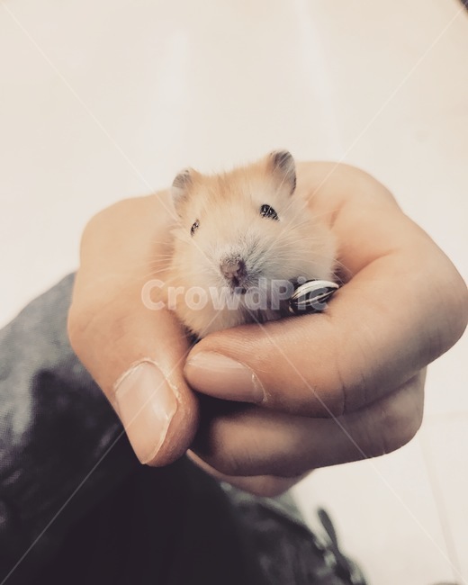 hamster,cuteness,animal,sunflower,hand