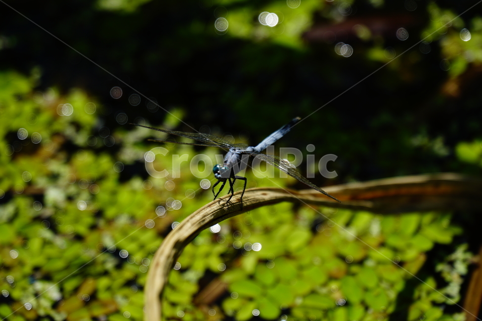 잠자리,연못,곤충,벌레,insect,dragonflies,dragonfly,가을,autumn,fall,9월,september,자연,nature,식물,plants,수풀,동물,animal,곤충,벌레,insect,bug