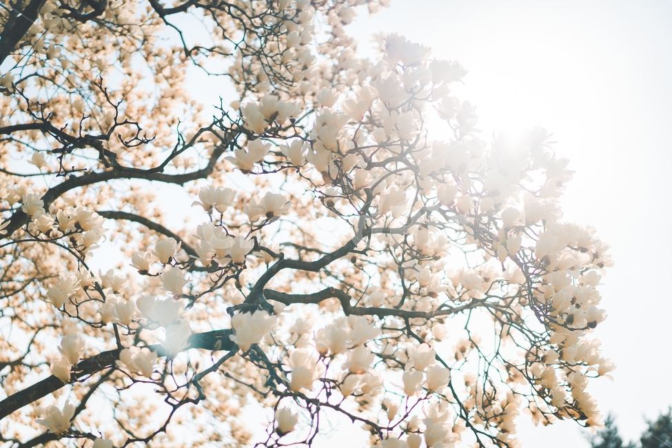 식물,목련,목련꽃,flower,plant,tree,magnolia,흰꽃,blossom,꽃