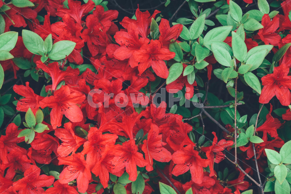 꽃,빨간꽃,봄,red,강렬,spring,flower,자연,풍경,꽃사진,대비,식물,자연,plants,nature,꽃,flower