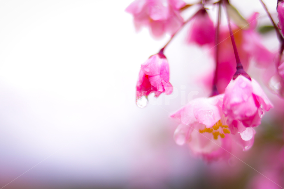 꽃,자연,물망울,비온뒤,flower,nature,aftertherain,식물,자연,plants,nature,꽃,flower