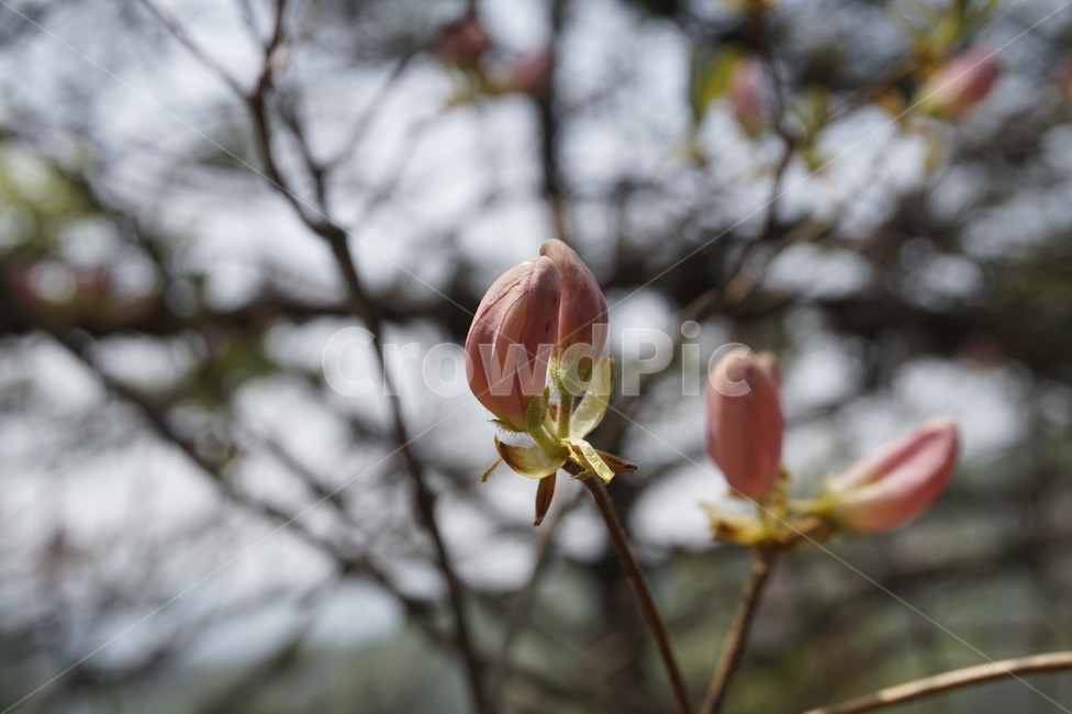 목련,자목련,꽃봉오리,새싹,꽃,식물,싹,plant,magnolia,flower,blossom,sprout,bud,나무,tree